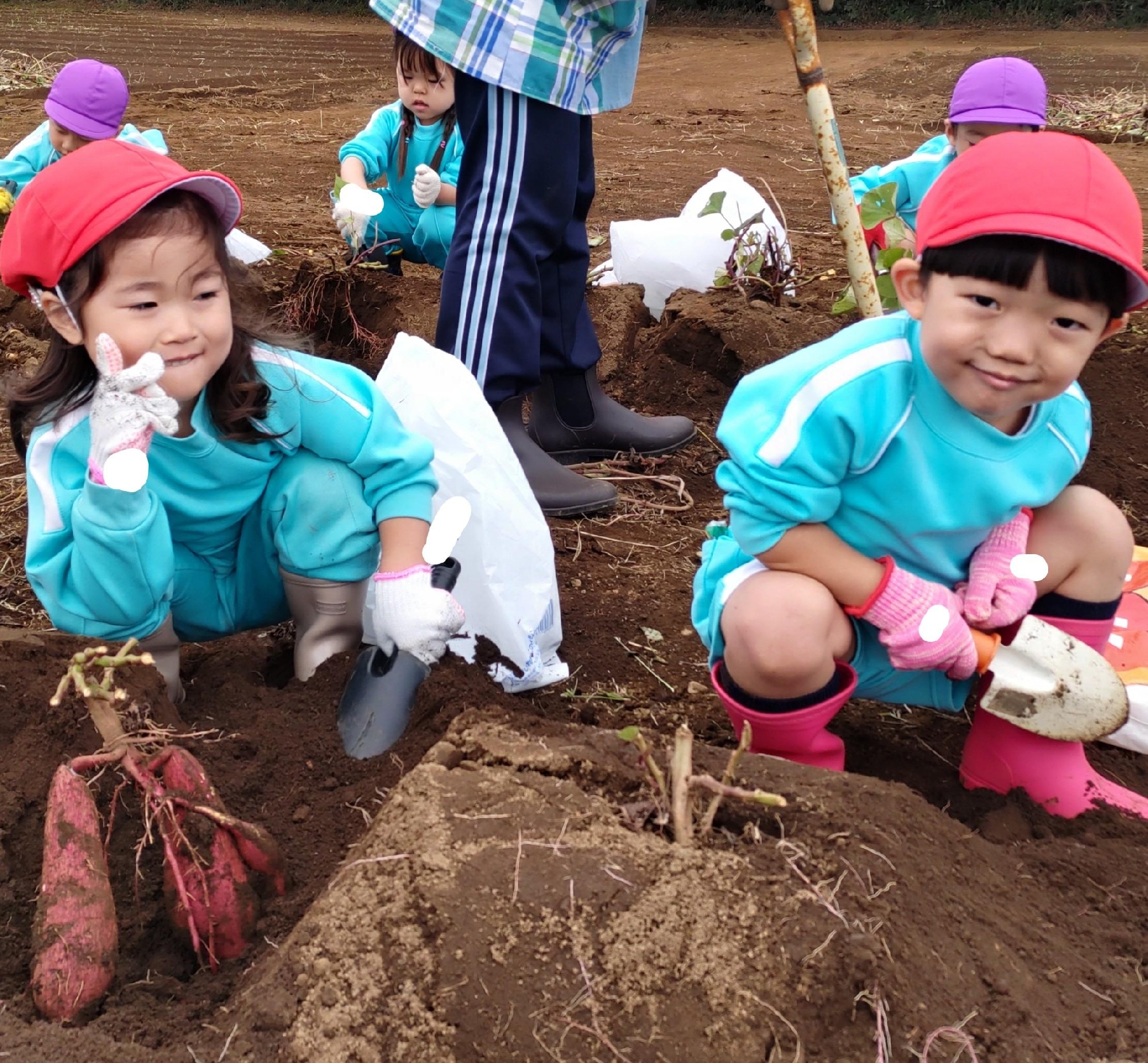 令和7年10月24日(金) 年少お芋掘り 給食